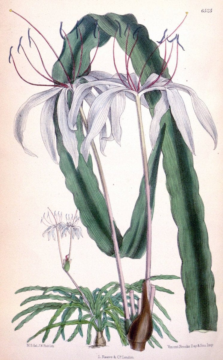 Curtis's botanical magazine. London ; New York [etc.] :Academic Press [etc.]. | "Botanical illustration" Botany Periodicals "Pictorial works" "Plants, Ornamental"  | Vintage Print Reproduction 456614