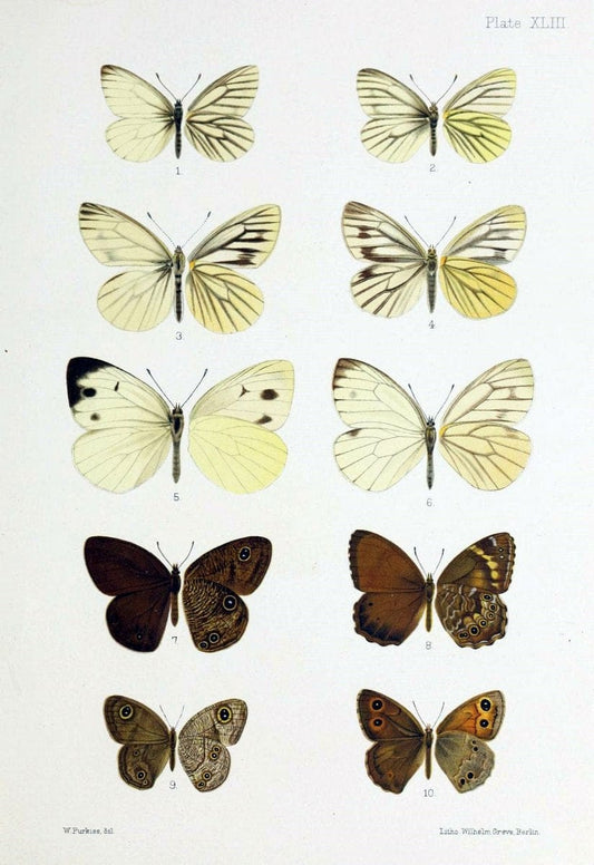 Butterflies from China, Japan, and Corea. London,R.H. Porter,1892-94.  | Butterflies China Japan Korea  | Vintage Print Reproduction 456615