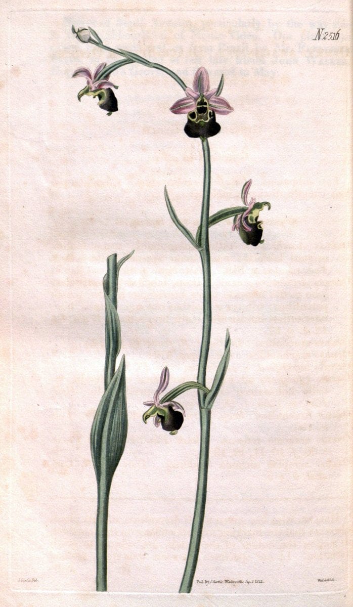 Curtis's botanical magazine. London ; New York [etc.] :Academic Press [etc.]. | "Botanical illustration" Botany Periodicals "Pictorial works" "Plants, Ornamental"  | Vintage Print Reproduction 456616