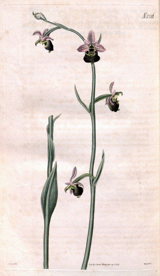 Curtis's botanical magazine. London ; New York [etc.] :Academic Press [etc.]. | "Botanical illustration" Botany Periodicals "Pictorial works" "Plants, Ornamental"  | Vintage Print Reproduction 456616