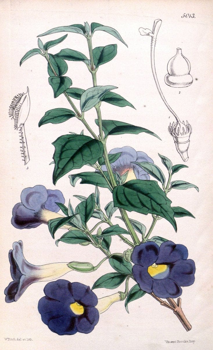 Curtis's botanical magazine. London ; New York [etc.] :Academic Press [etc.]. | "Botanical illustration" Botany Periodicals "Pictorial works" "Plants, Ornamental"  | Vintage Print Reproduction 456617