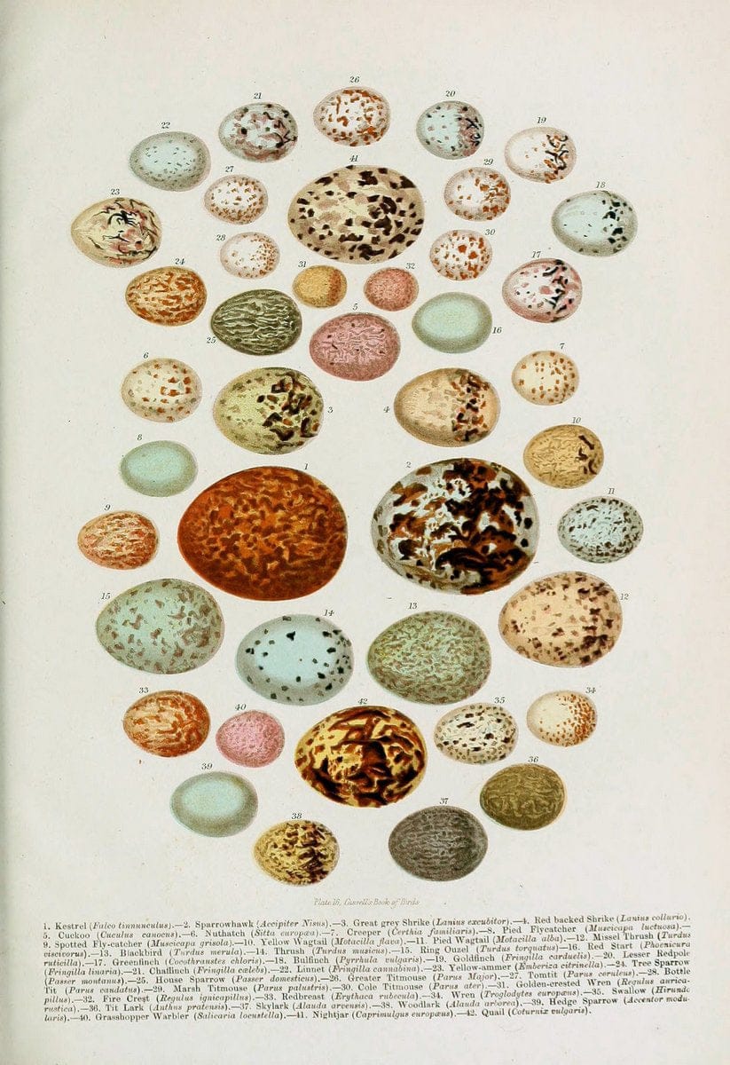 Cassell's book of birds :.London,Cassell, Petter and Galpin,[1875]. | Birds  | Vintage Print Reproduction 456618