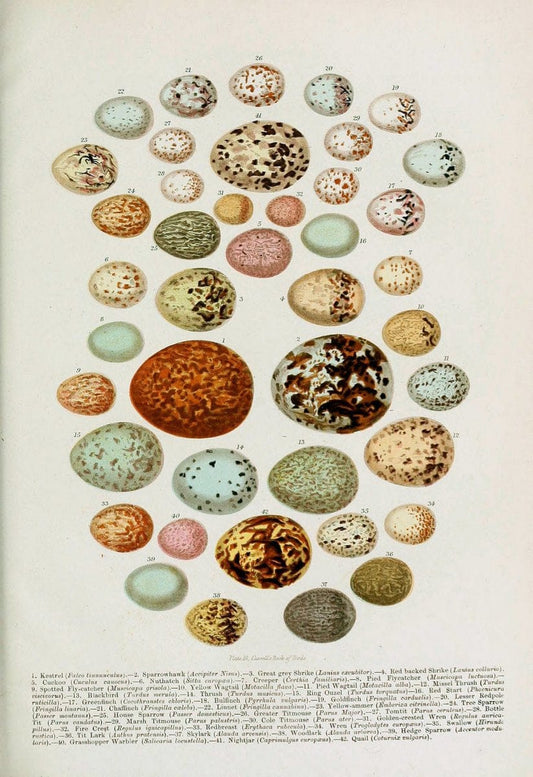 Cassell's book of birds :.London,Cassell, Petter and Galpin,[1875]. | Birds  | Vintage Print Reproduction 456618