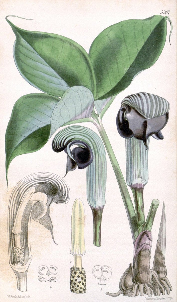 Curtis's botanical magazine. London ; New York [etc.] :Academic Press [etc.]. | "Botanical illustration" Botany Periodicals "Pictorial works" "Plants, Ornamental"  | Vintage Print Reproduction 456619