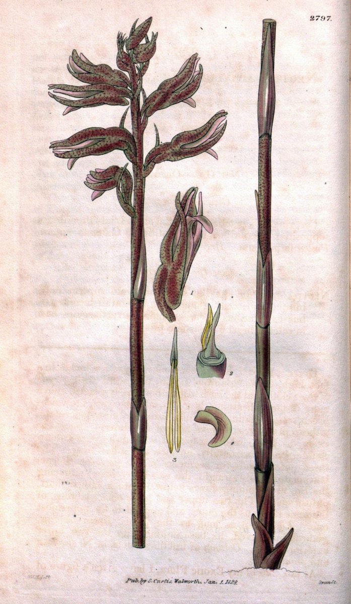 Curtis's botanical magazine. London ; New York [etc.] :Academic Press [etc.]. | "Botanical illustration" Botany Periodicals "Pictorial works" "Plants, Ornamental"  | Vintage Print Reproduction 456620