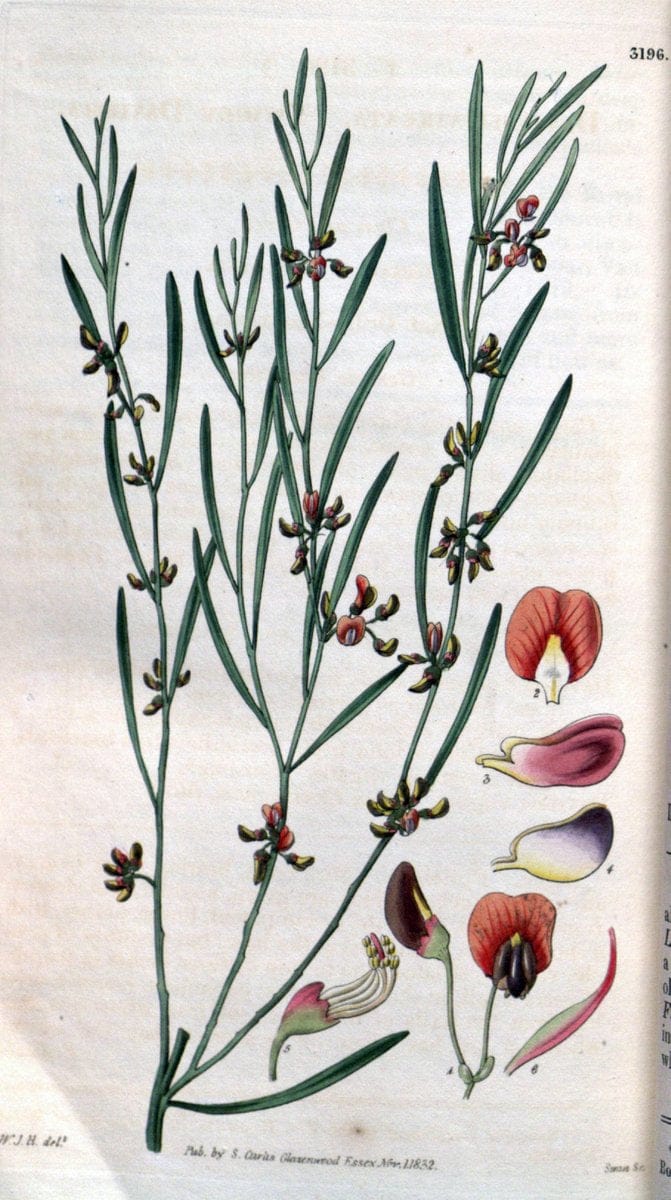 Curtis's botanical magazine. London ; New York [etc.] :Academic Press [etc.]. | "Botanical illustration" Botany Periodicals "Pictorial works" "Plants, Ornamental"  | Vintage Print Reproduction 456621