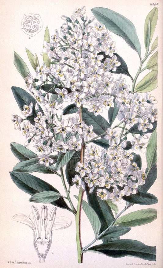 Curtis's botanical magazine. London ; New York [etc.] :Academic Press [etc.]. | "Botanical illustration" Botany Periodicals "Pictorial works" "Plants, Ornamental"  | Vintage Print Reproduction 456624