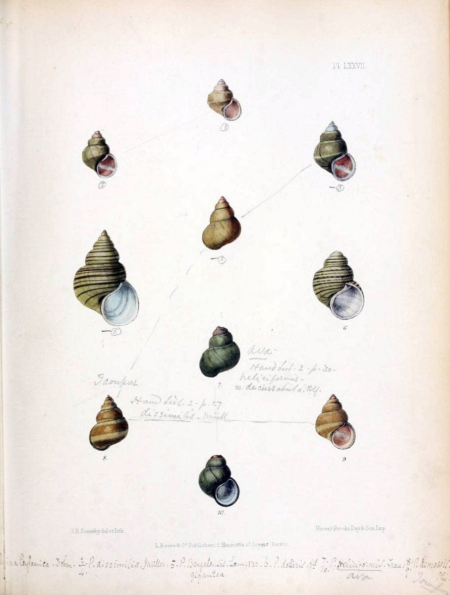Conchologia indica,.London,1870-1876.. |  | Vintage Print Reproduction 456625