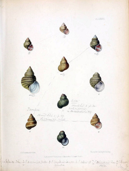 Conchologia indica,.London,1870-1876.. |  | Vintage Print Reproduction 456625