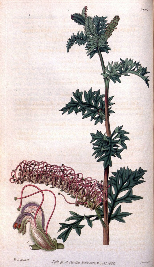 Curtis's botanical magazine. London ; New York [etc.] :Academic Press [etc.]. | "Botanical illustration" Botany Periodicals "Pictorial works" "Plants, Ornamental"  | Vintage Print Reproduction 456626