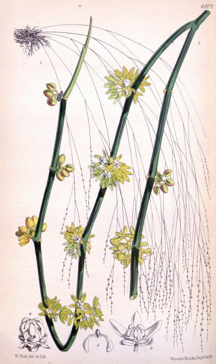 Curtis's botanical magazine. London ; New York [etc.] :Academic Press [etc.]. | "Botanical illustration" Botany Periodicals "Pictorial works" "Plants, Ornamental"  | Vintage Print Reproduction 456627