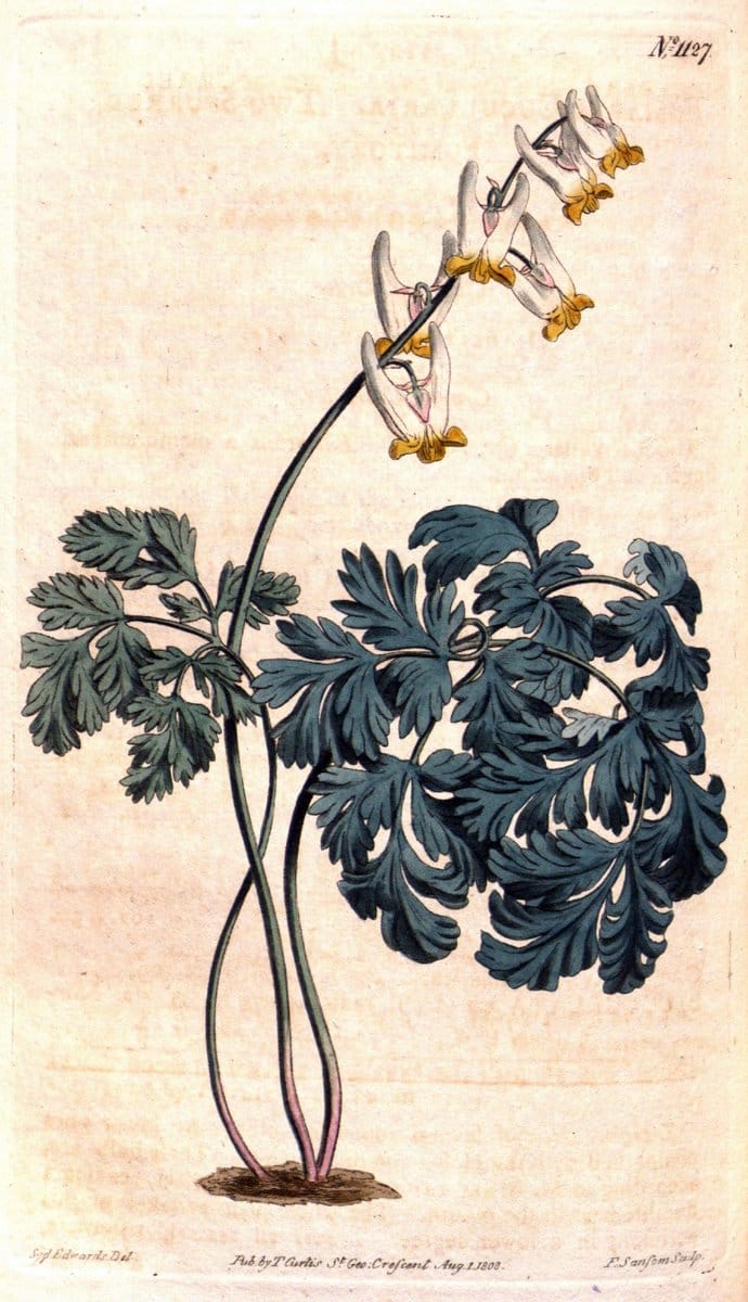 Curtis's botanical magazine. London ; New York [etc.] :Academic Press [etc.]. | "Botanical illustration" Botany Periodicals "Pictorial works" "Plants, Ornamental"  | Vintage Print Reproduction 456628