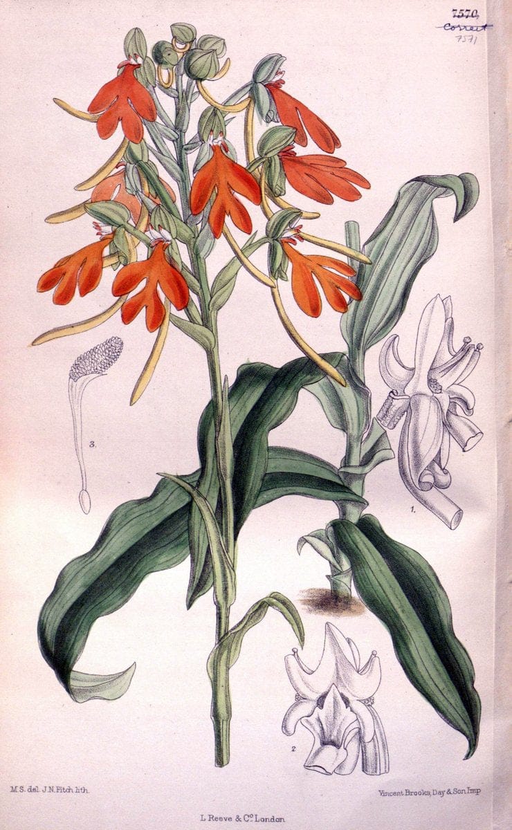 Curtis's botanical magazine. London ; New York [etc.] :Academic Press [etc.]. | "Botanical illustration" Botany Periodicals "Pictorial works" "Plants, Ornamental"  | Vintage Print Reproduction 456629