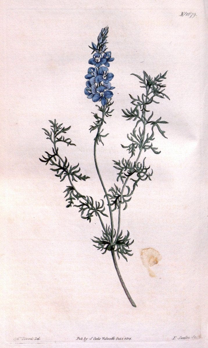 Curtis's botanical magazine. London ; New York [etc.] :Academic Press [etc.]. | "Botanical illustration" Botany Periodicals "Pictorial works" "Plants, Ornamental"  | Vintage Print Reproduction 456630