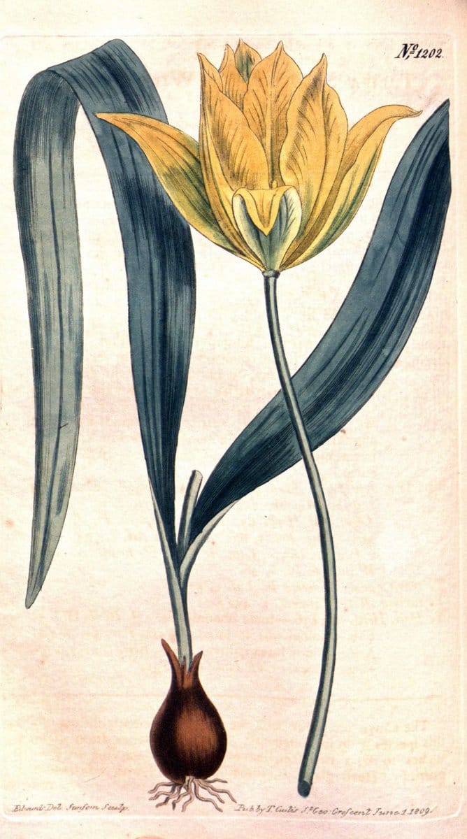 Curtis's botanical magazine. London ; New York [etc.] :Academic Press [etc.]. | "Botanical illustration" Botany Periodicals "Pictorial works" "Plants, Ornamental"  | Vintage Print Reproduction 456631