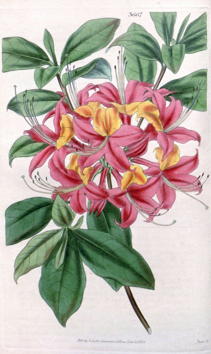 Curtis's botanical magazine..London ;New York [etc.] :Academic Press [etc.]. |  | Vintage Print Reproduction 456632