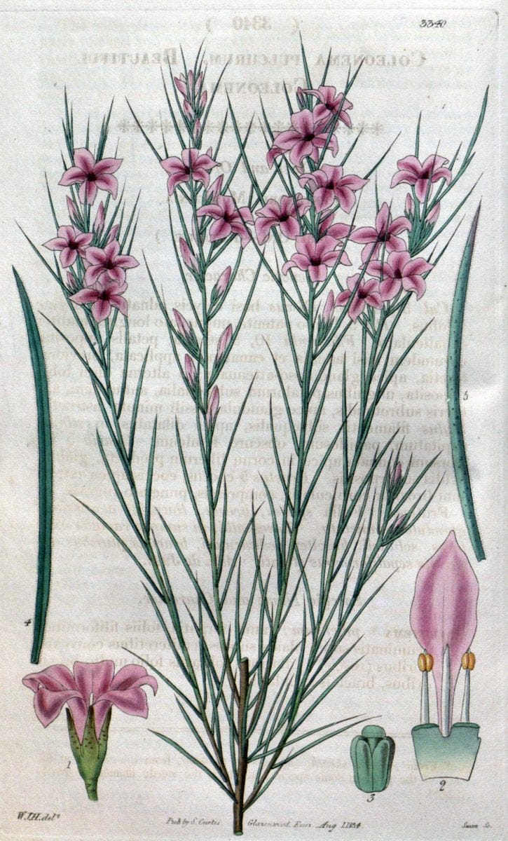 Curtis's botanical magazine..London ;New York [etc.] :Academic Press [etc.]. |  | Vintage Print Reproduction 456633