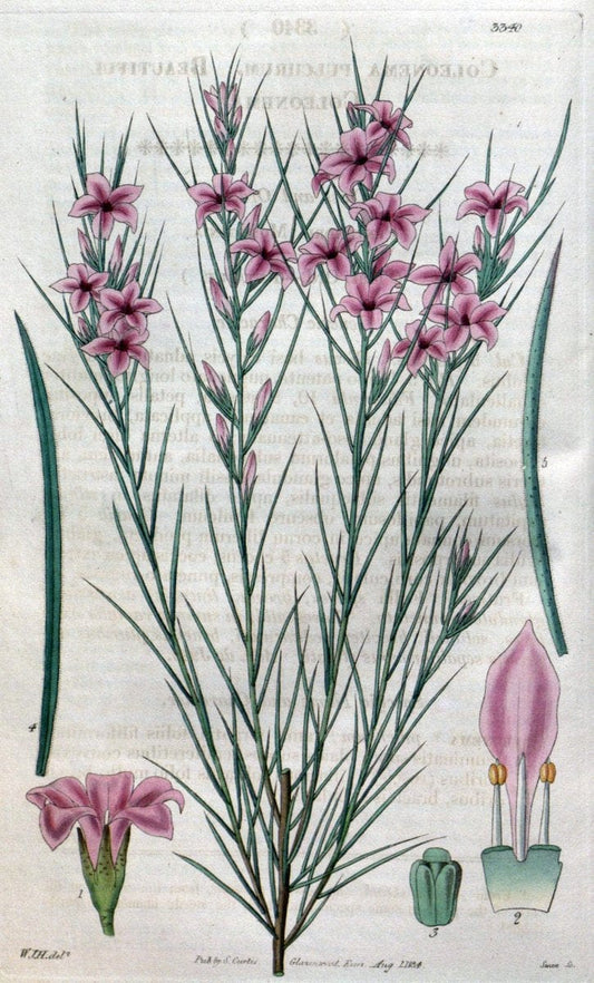 Curtis's botanical magazine..London ;New York [etc.] :Academic Press [etc.]. |  | Vintage Print Reproduction 456633