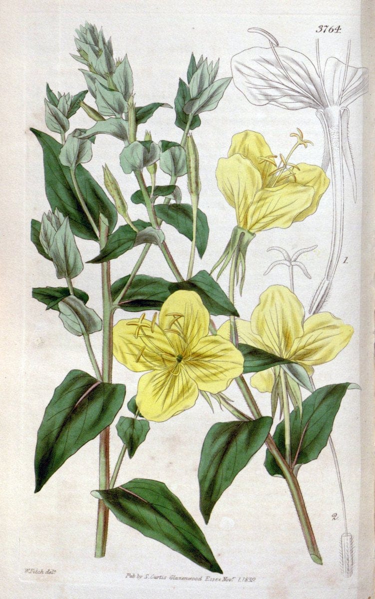 Curtis's botanical magazine..London ;New York [etc.] :Academic Press [etc.]. |  | Vintage Print Reproduction 456634