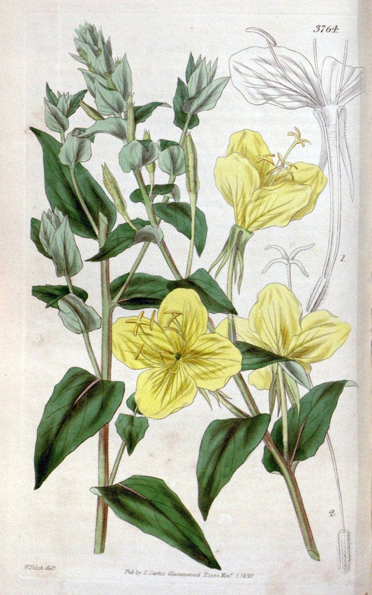 Curtis's botanical magazine..London ;New York [etc.] :Academic Press [etc.]. |  | Vintage Print Reproduction 456634