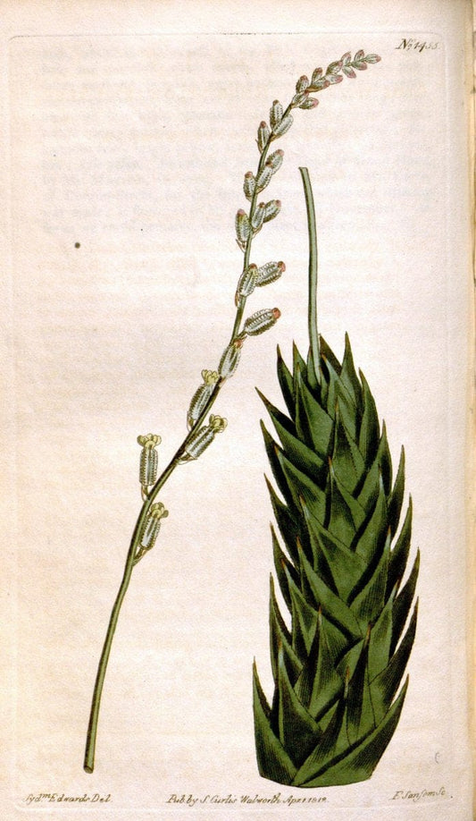 Curtis's botanical magazine. London ;New York [etc.] :Academic Press [etc.]. | Botany Periodicals "Pictorial works"  | Vintage Print Reproduction 456635