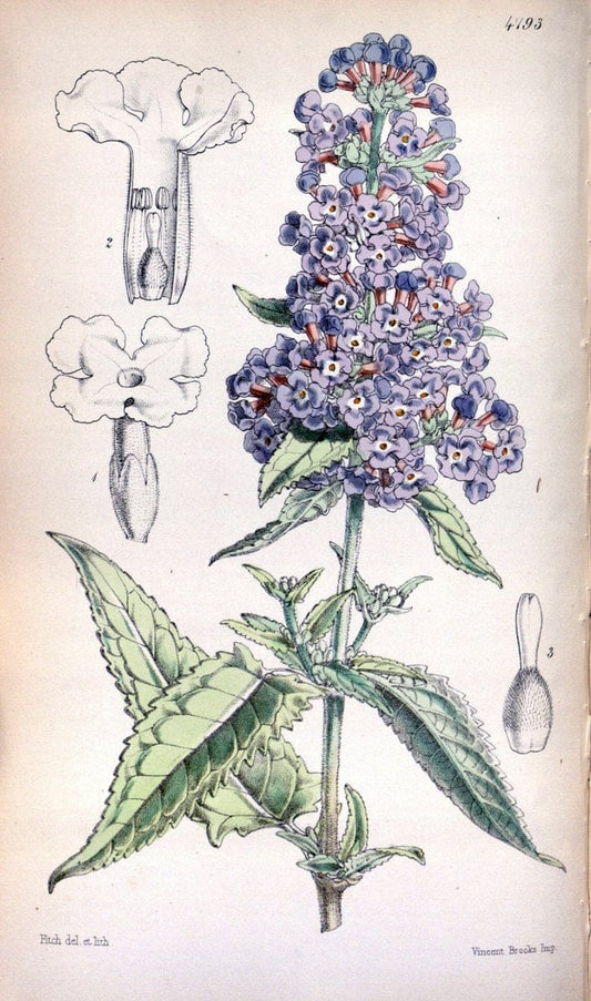 Curtis's botanical magazine. London ;New York [etc.] :Academic Press [etc.]. | Botany Periodicals "Pictorial works"  | Vintage Print Reproduction 456636
