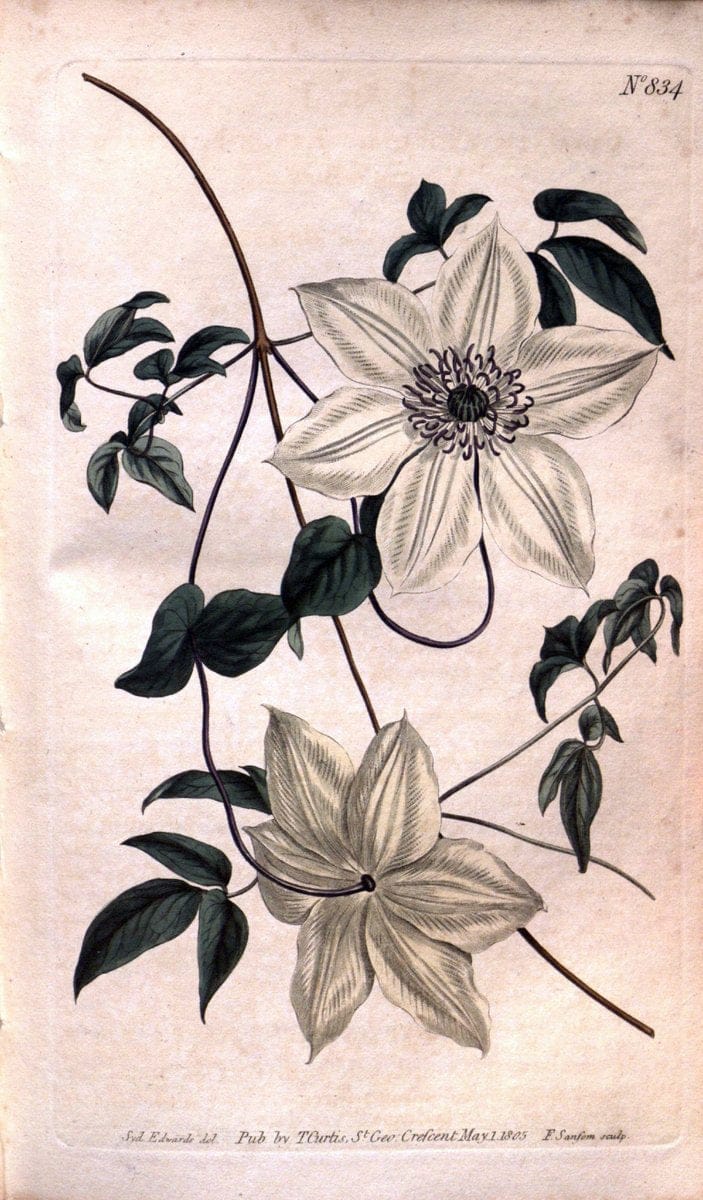 Curtis's botanical magazine. London ;New York [etc.] :Academic Press [etc.]. | Botany Periodicals "Pictorial works"  | Vintage Print Reproduction 456637