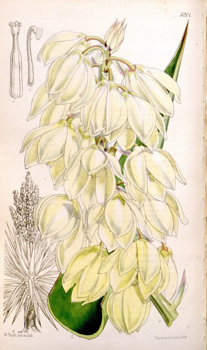 Curtis's botanical magazine. London ;New York [etc.] :Academic Press [etc.]. | Botany Periodicals "Pictorial works"  | Vintage Print Reproduction 456638