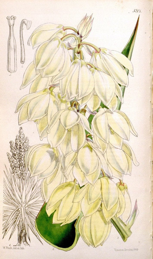 Curtis's botanical magazine. London ;New York [etc.] :Academic Press [etc.]. | Botany Periodicals "Pictorial works"  | Vintage Print Reproduction 456638