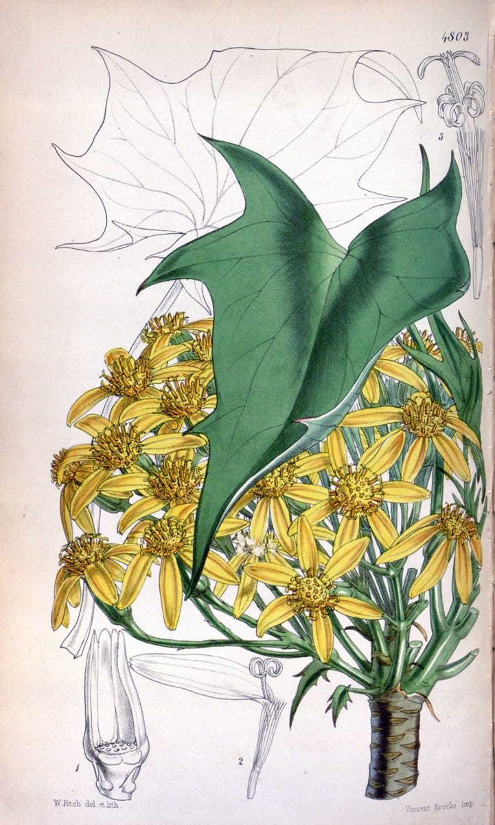 Curtis's botanical magazine. London ;New York [etc.] :Academic Press [etc.]. | Botany Periodicals "Pictorial works"  | Vintage Print Reproduction 456639