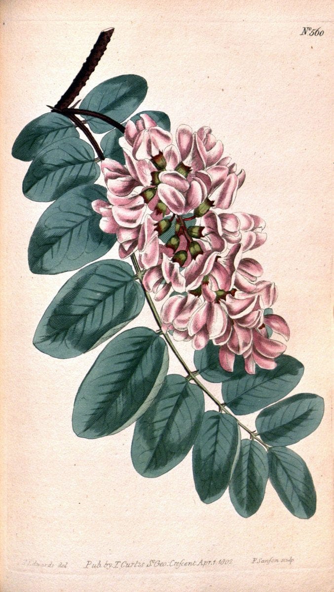 Curtis's botanical magazine. London ;New York [etc.] :Academic Press [etc.]. | Botany Periodicals "Pictorial works"  | Vintage Print Reproduction 456640