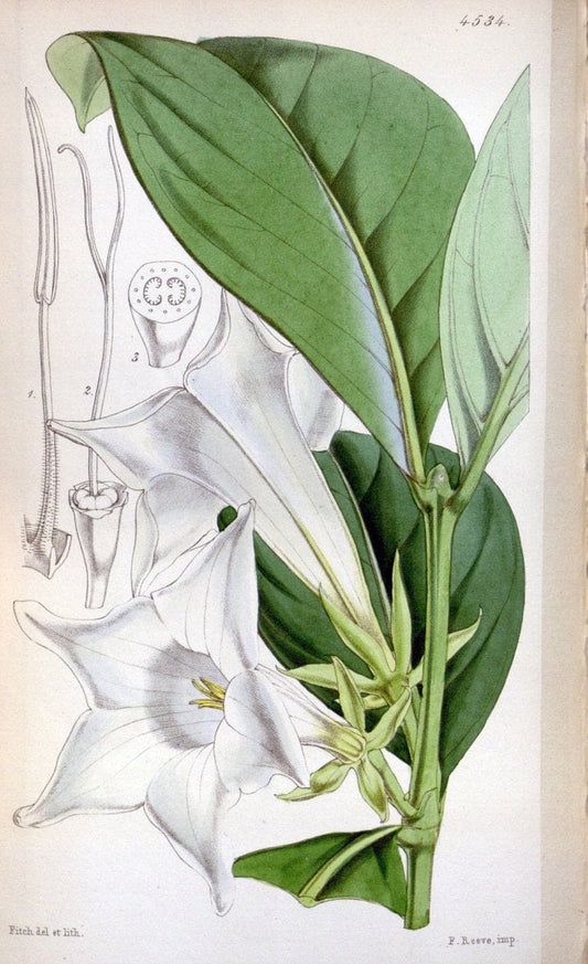 Curtis's botanical magazine. London ;New York [etc.] :Academic Press [etc.]. | Botany Periodicals "Pictorial works"  | Vintage Print Reproduction 456641