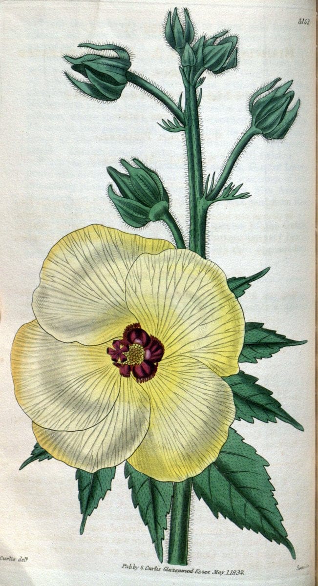 Curtis's botanical magazine. London ; New York [etc.] :Academic Press [etc.]. | "Botanical illustration" Botany Periodicals "Pictorial works" "Plants, Ornamental"  | Vintage Print Reproduction 456642