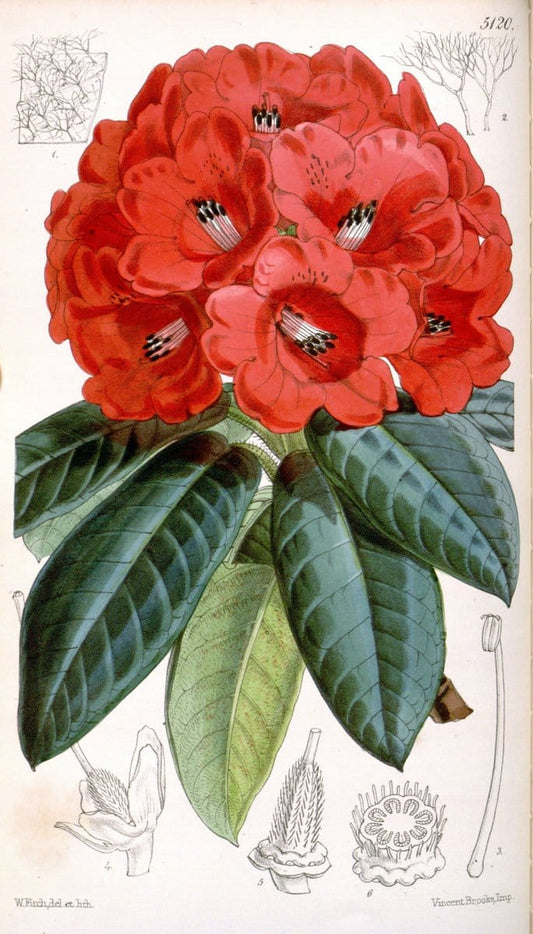 Curtis's botanical magazine. London ; New York [etc.] :Academic Press [etc.]. | "Botanical illustration" Botany Periodicals "Pictorial works" "Plants, Ornamental"  | Vintage Print Reproduction 456644