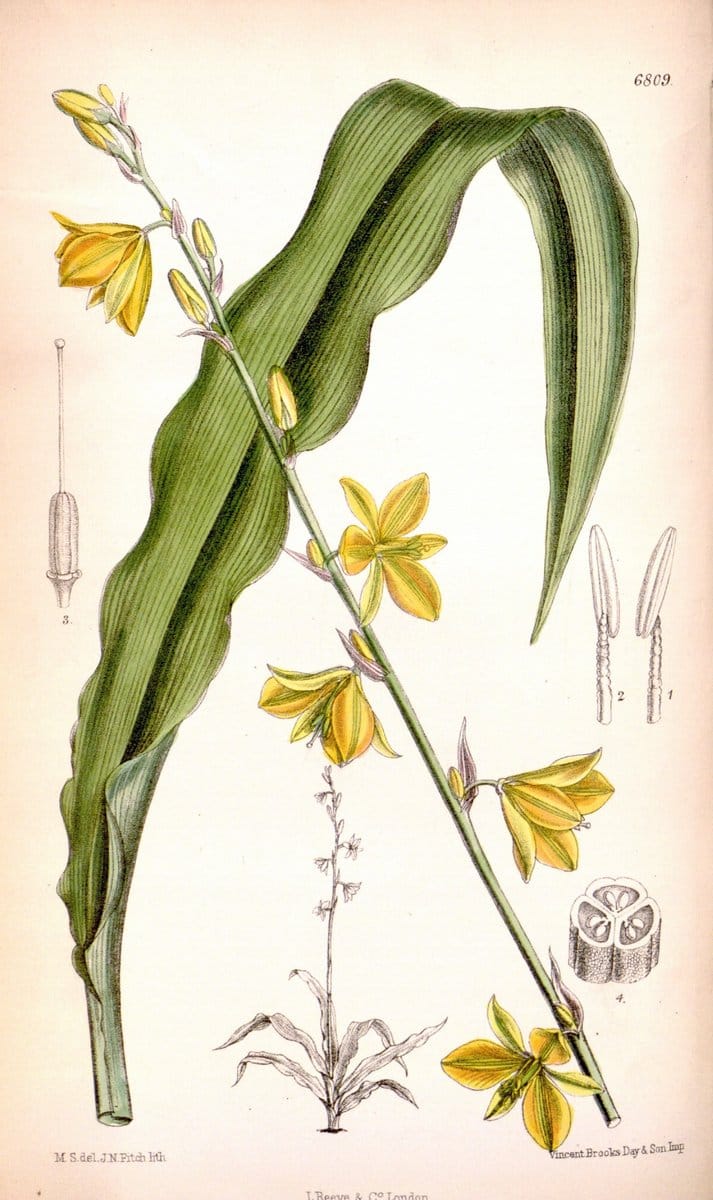 Curtis's botanical magazine. London ; New York [etc.] :Academic Press [etc.]. | "Botanical illustration" Botany Periodicals "Pictorial works" "Plants, Ornamental"  | Vintage Print Reproduction 456645