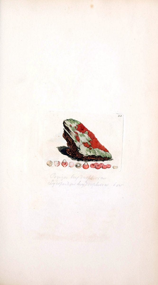 Coloured figures of English fungi or mushrooms. London,Printed by J. Davis,1797-[1809]. | England Mushrooms  | Vintage Print Reproduction 456646