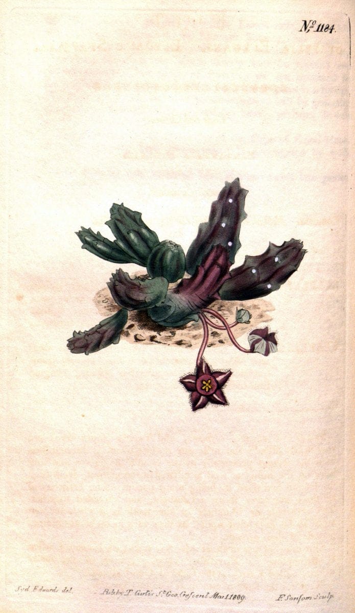 Curtis's botanical magazine. London ; New York [etc.] :Academic Press [etc.]. | "Botanical illustration" Botany Periodicals "Pictorial works" "Plants, Ornamental"  | Vintage Print Reproduction 456647