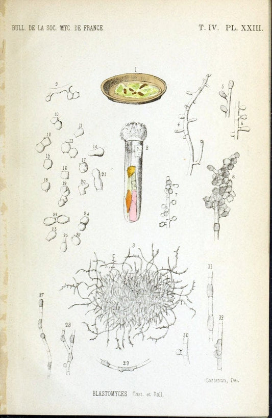 Bulletin de la SociÃ©tÃ© mycologique de France.Epinal :La SociÃ©tÃ©,1885-1903.  | France Fungi Mycology Periodicals | Vintage Print Reproduction 456648