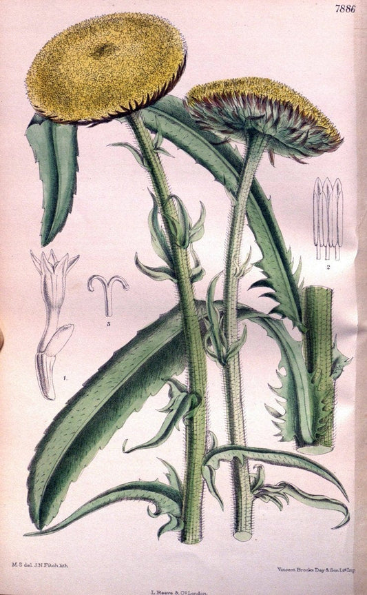 Curtis's botanical magazine. London ; New York [etc.] :Academic Press [etc.]. | "Botanical illustration" Botany Periodicals "Pictorial works" "Plants, Ornamental"  | Vintage Print Reproduction 456649