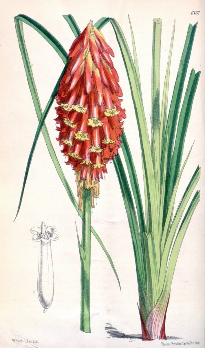 Curtis's botanical magazine. London ; New York [etc.] :Academic Press [etc.]. | "Botanical illustration" Botany Periodicals "Pictorial works" "Plants, Ornamental"  | Vintage Print Reproduction 456650