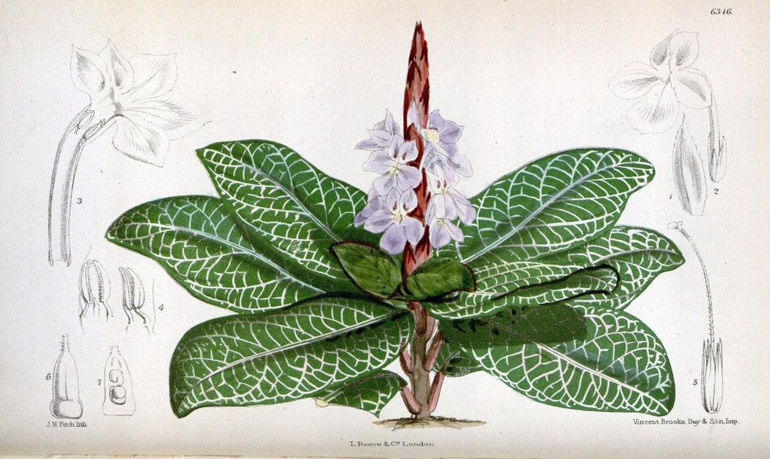 Curtis's botanical magazine. London ; New York [etc.] :Academic Press [etc.]. | "Botanical illustration" Botany Periodicals "Pictorial works" "Plants, Ornamental"  | Vintage Print Reproduction 456651