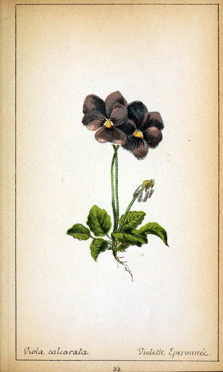 Choix de plantes de l'Europe centrale et particuliÃ¨rement de la Suisse et de la SavoieGe | Europe Central "Pictorial works" Plants "Savoy (France and Italy)" Switzerland  | Vintage Reproduction 456652