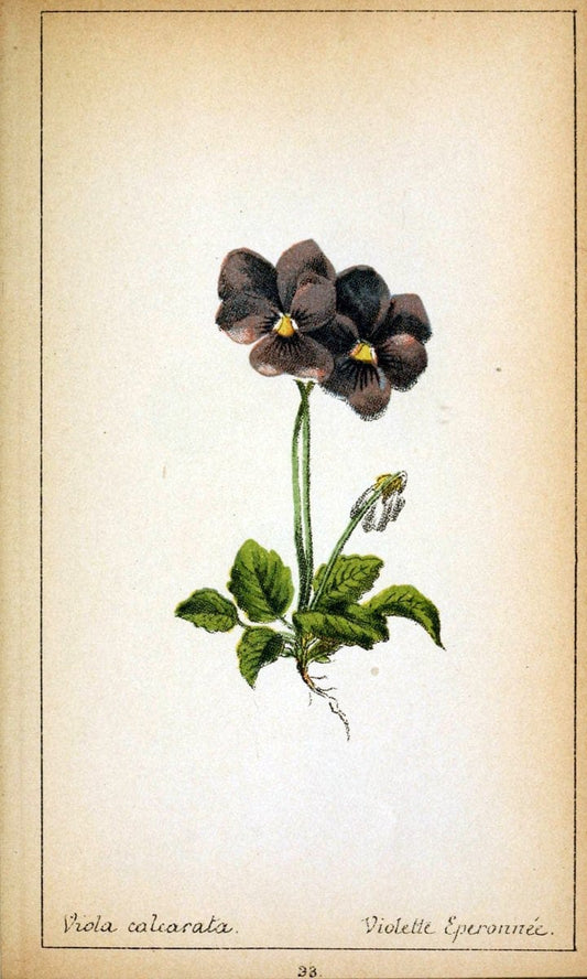 Choix de plantes de l'Europe centrale et particuliÃ¨rement de la Suisse et de la SavoieGe | Europe Central "Pictorial works" Plants "Savoy (France and Italy)" Switzerland  | Vintage Reproduction 456652