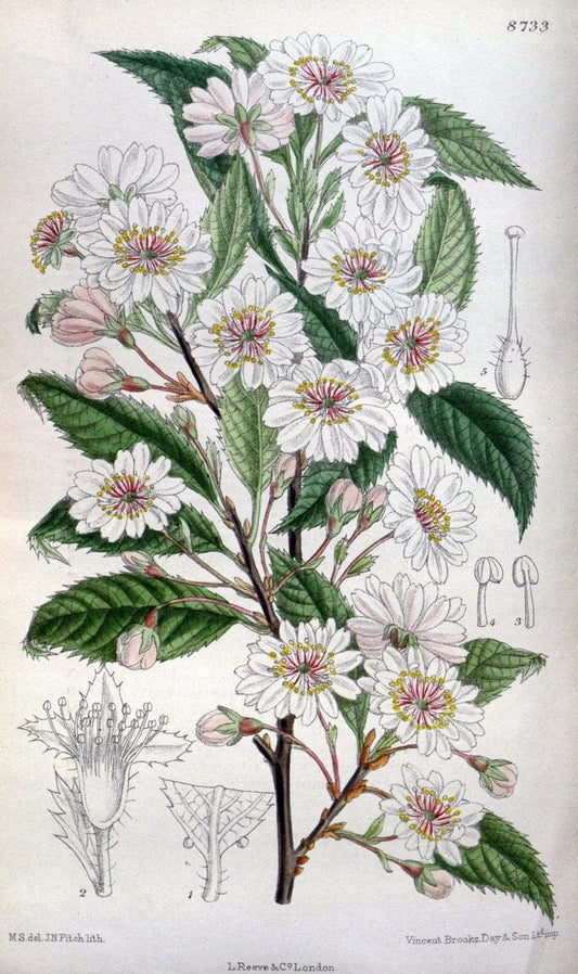 Curtis's botanical magazine. London ; New York [etc.] :Academic Press [etc.]. | "Botanical illustration" Botany Periodicals "Pictorial works" "Plants, Ornamental"  | Vintage Print Reproduction 456654