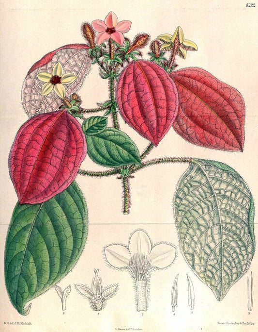 Curtis's botanical magazine. London ; New York [etc.] :Academic Press [etc.]. | "Botanical illustration" Botany Periodicals "Pictorial works" "Plants, Ornamental"  | Vintage Print Reproduction 456655