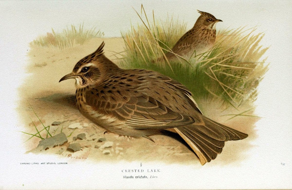 Coloured figures of the birds of the British Islands | "Crested Lark" "taxonomy:binomial=Galerida cristata" Birds "Great Britain" ogy, Ernst | Vintage Print Reproduction 456656