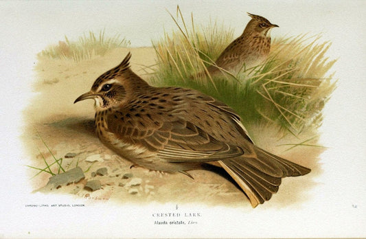 Coloured figures of the birds of the British Islands | "Crested Lark" "taxonomy:binomial=Galerida cristata" Birds "Great Britain" ogy, Ernst | Vintage Print Reproduction 456656