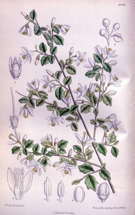 Curtis's botanical magazine. London ; New York [etc.] :Academic Press [etc.]. | "Botanical illustration" Botany Periodicals "Pictorial works" "Plants, Ornamental"  | Vintage Print Reproduction 456657
