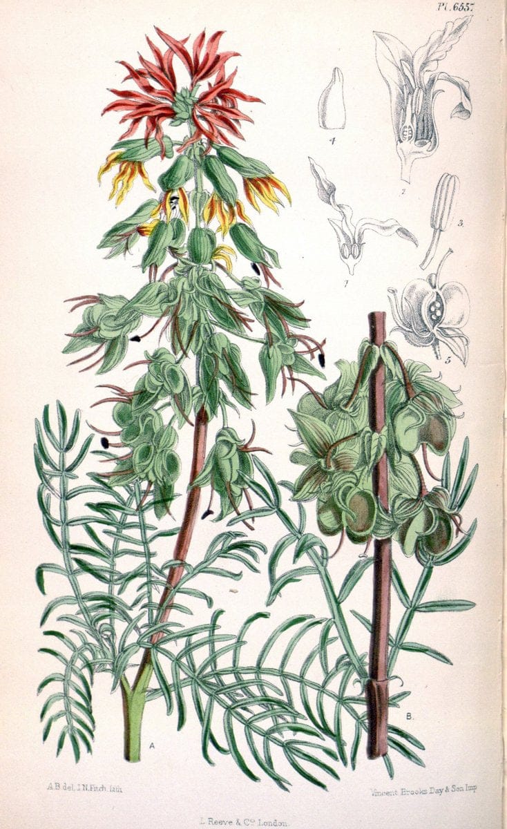 Curtis's botanical magazine. London ; New York [etc.] :Academic Press [etc.]. | "Botanical illustration" Botany Periodicals "Pictorial works" "Plants, Ornamental"  | Vintage Print Reproduction 456659