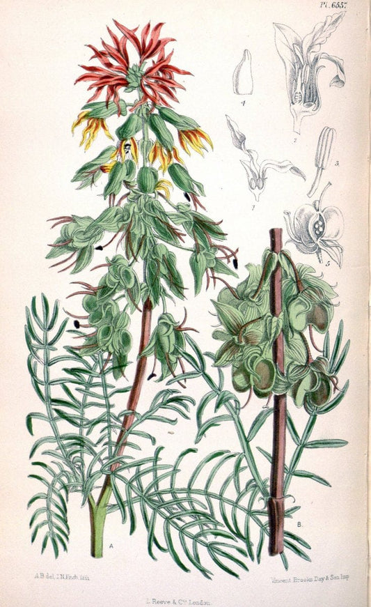 Curtis's botanical magazine. London ; New York [etc.] :Academic Press [etc.]. | "Botanical illustration" Botany Periodicals "Pictorial works" "Plants, Ornamental"  | Vintage Print Reproduction 456659